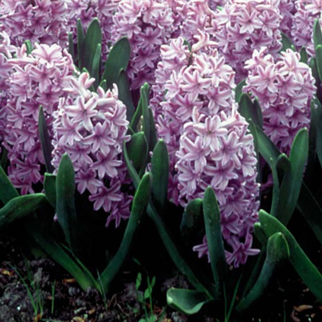 Hyacinthus x orientalis Splendid Cornélia