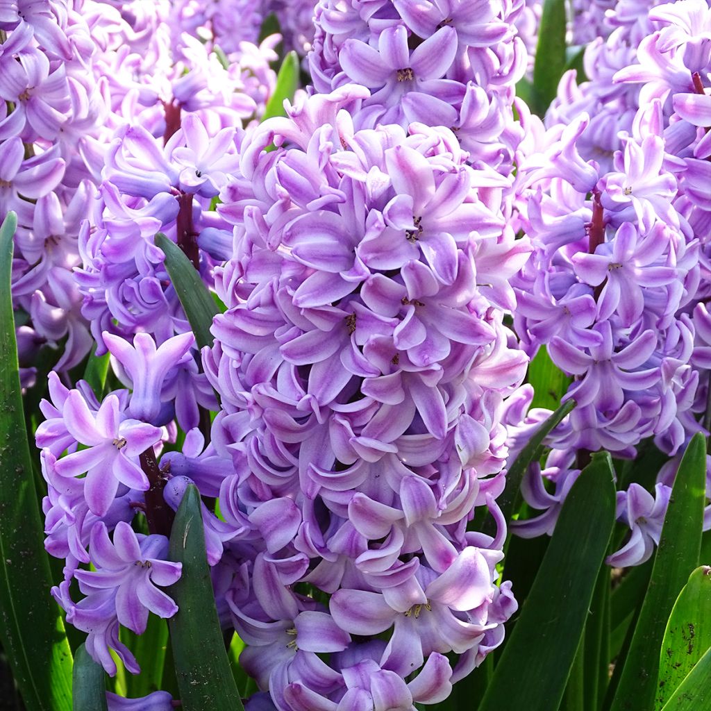 Hyacinthus x orientalis Splendid Cornélia