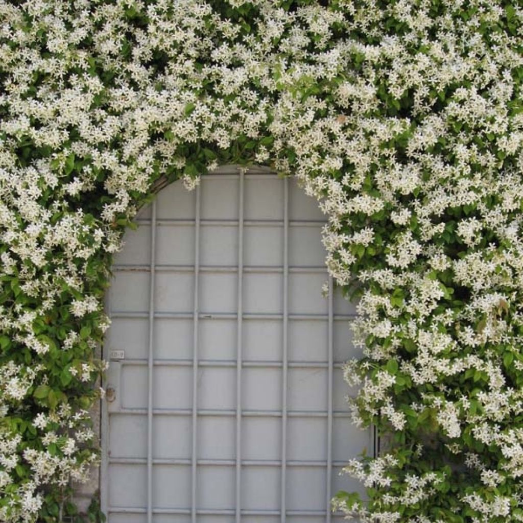 Trachelospermum jasminoides - Star Jasmine