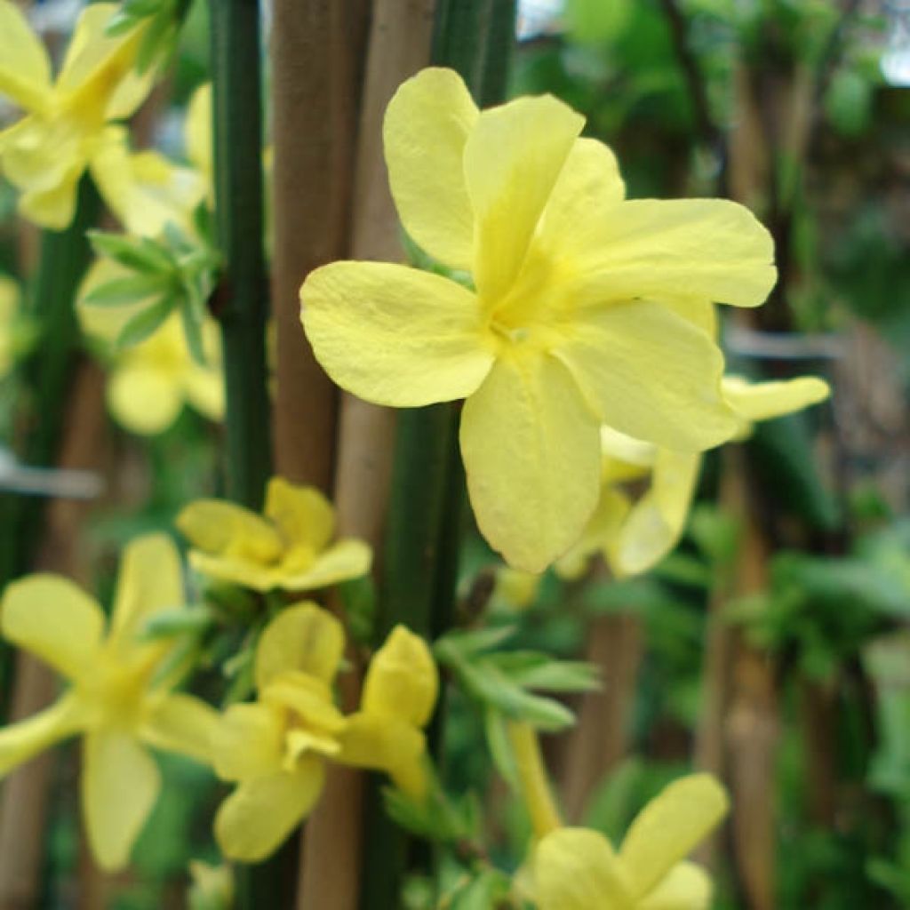 Jasminum nudiflorum - Winter jasmine