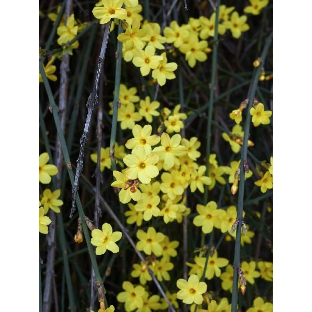 Jasminum nudiflorum - Winter jasmine