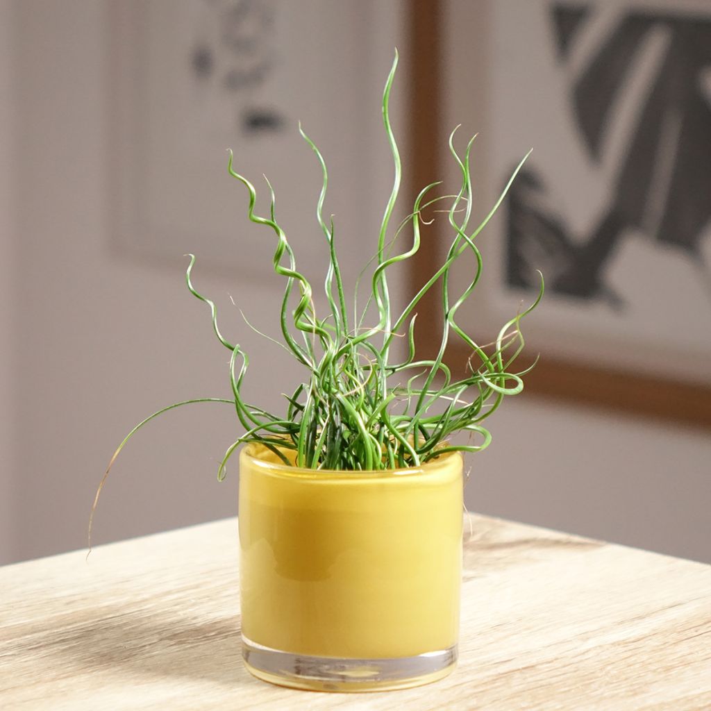 Juncus effusus 'Spiralis'