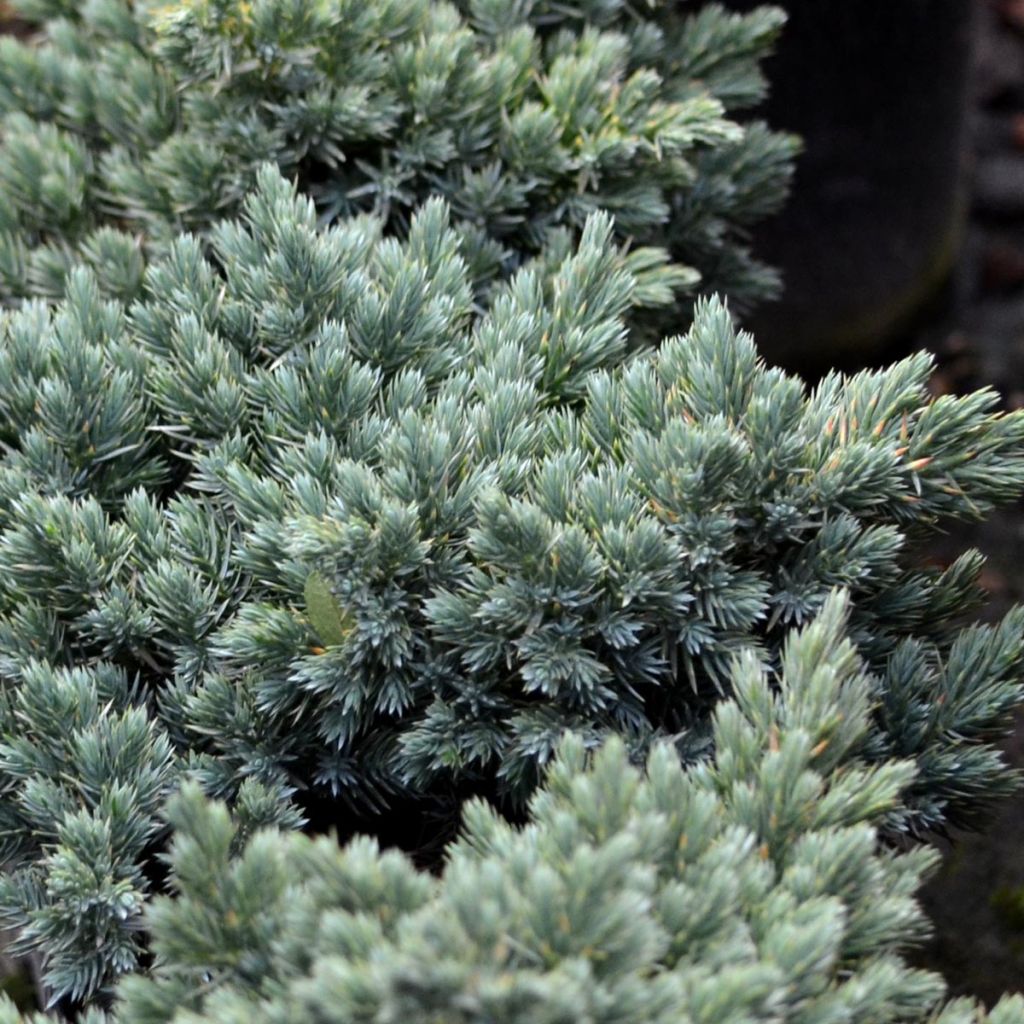 Juniperus squamata Blue Star - Scale juniper