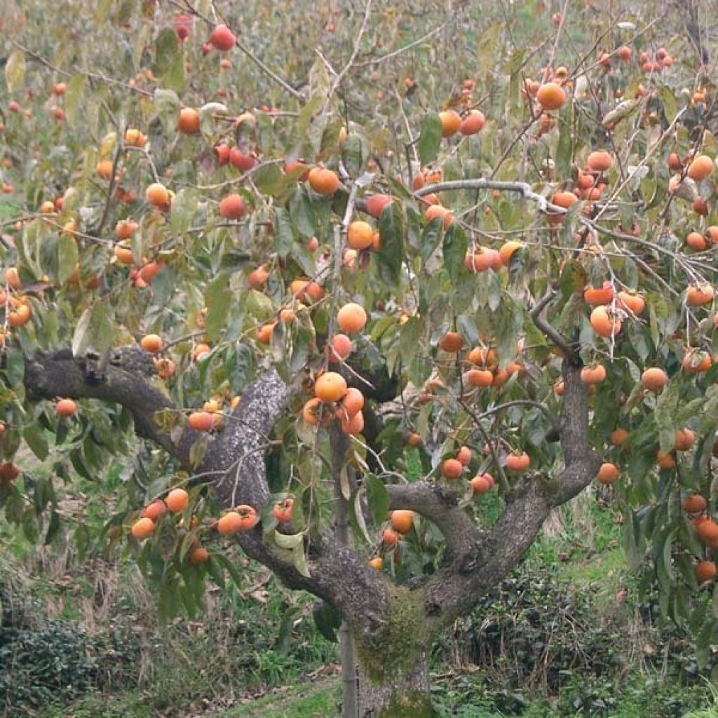 Diospyros kaki Fuyu - Persimmon