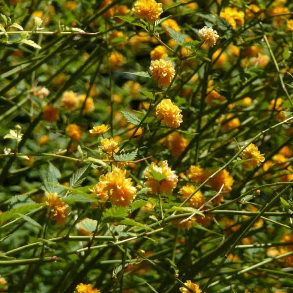 Kerria japonica Pleniflora - Japanese Rose