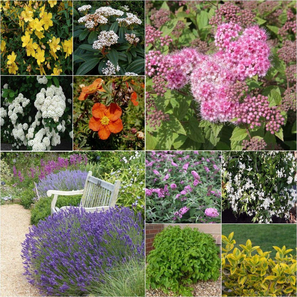 Low Eco Hedge Collection - Berberis thunbergii Atropupurea, Viburnum tinus and Cornus sanguinea Winter Beauty