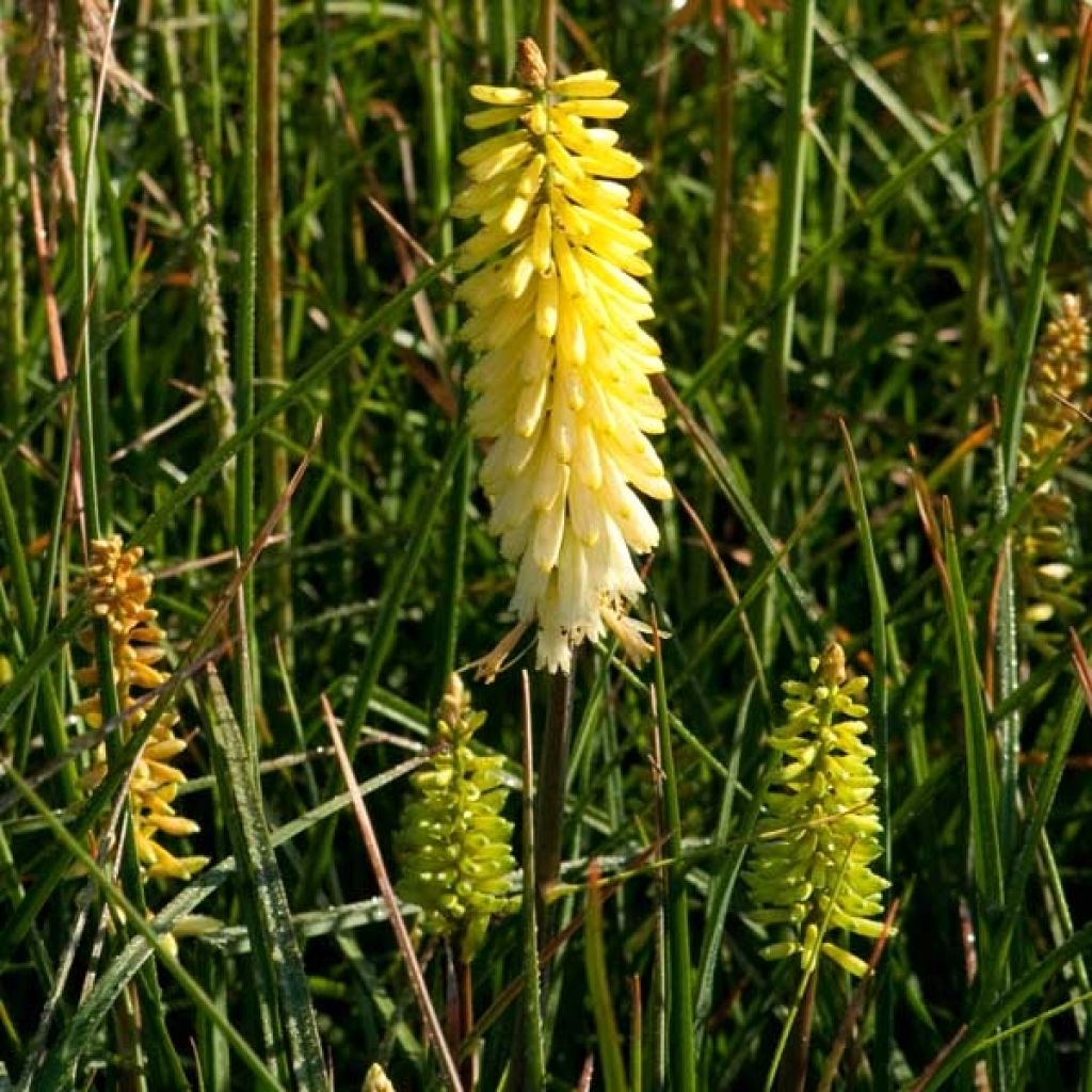 Kniphofia Pineapple Popsicle - Red Hot Poker
