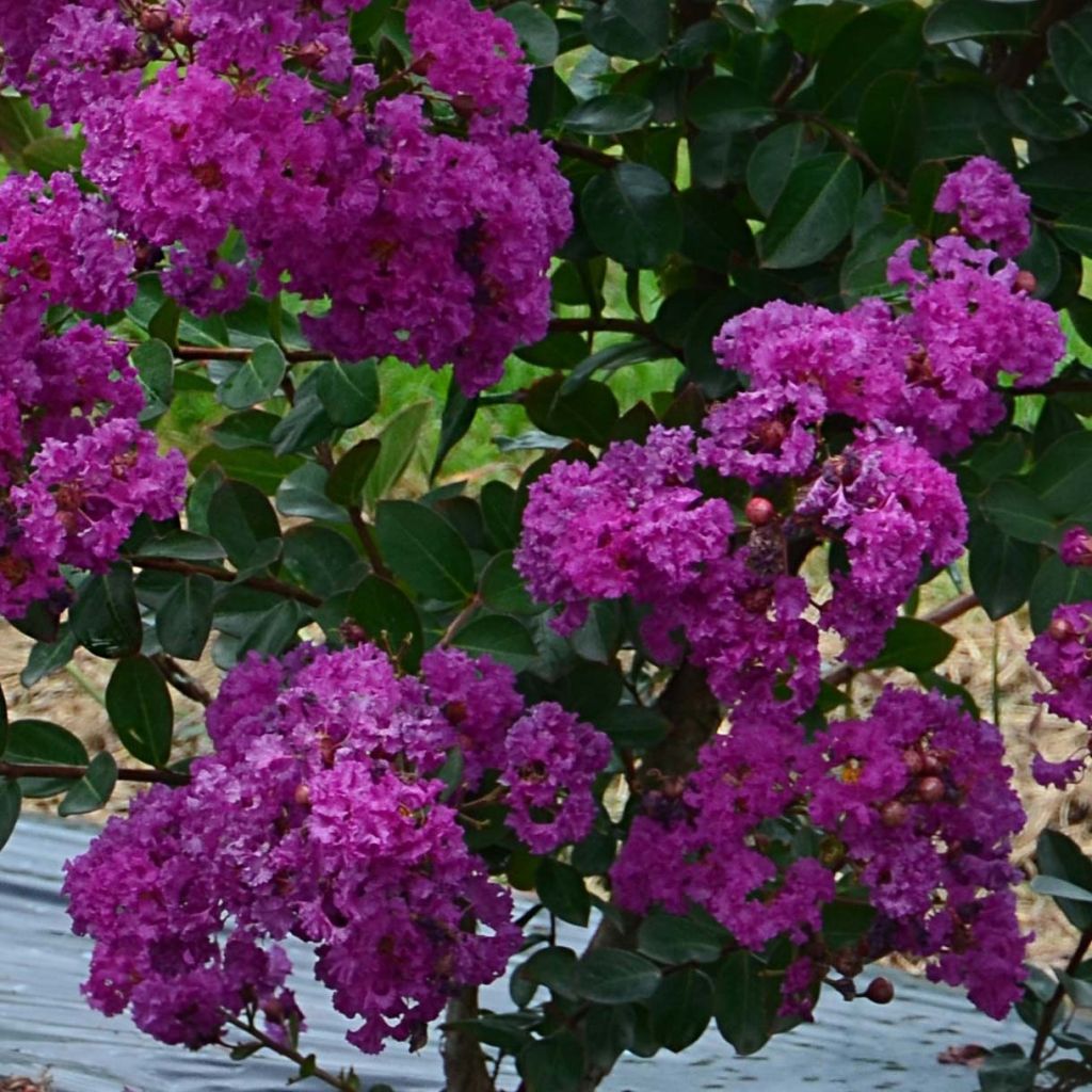 Lagerstroemia indica Indyvio Summer Violet - Crape Myrtle