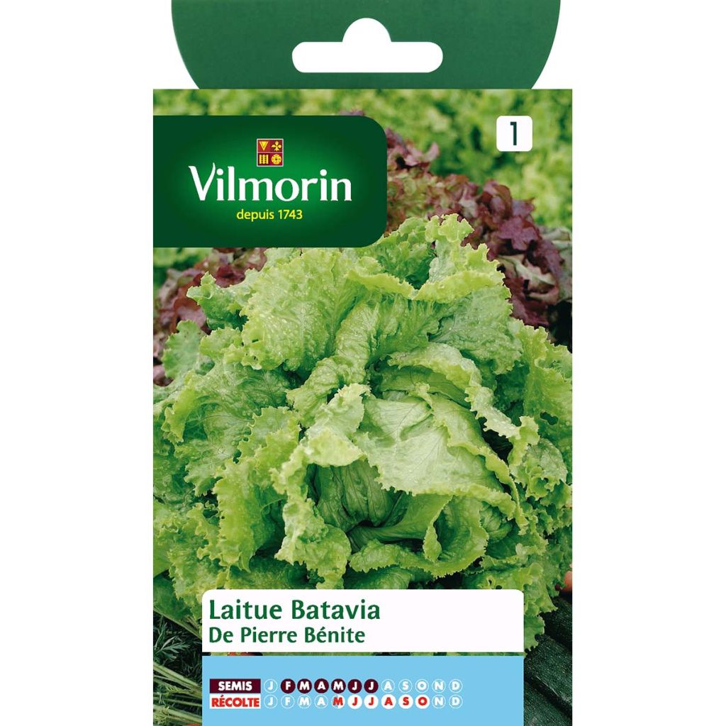 Iceberg Lettuce De Pierre Bénite - Vilmorin seeds