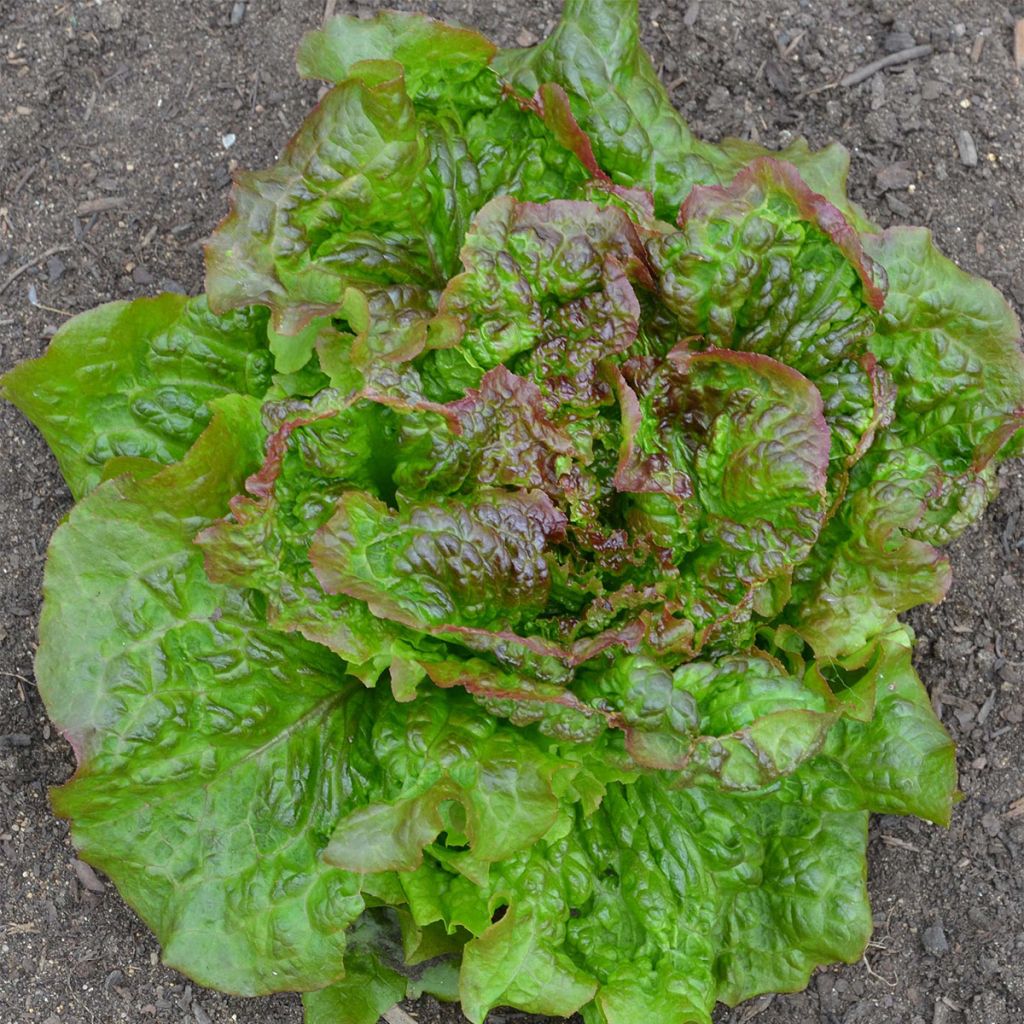 Batavian Lettuce Rouge Grenobloise - Ferme de Sainte Marthe seeds