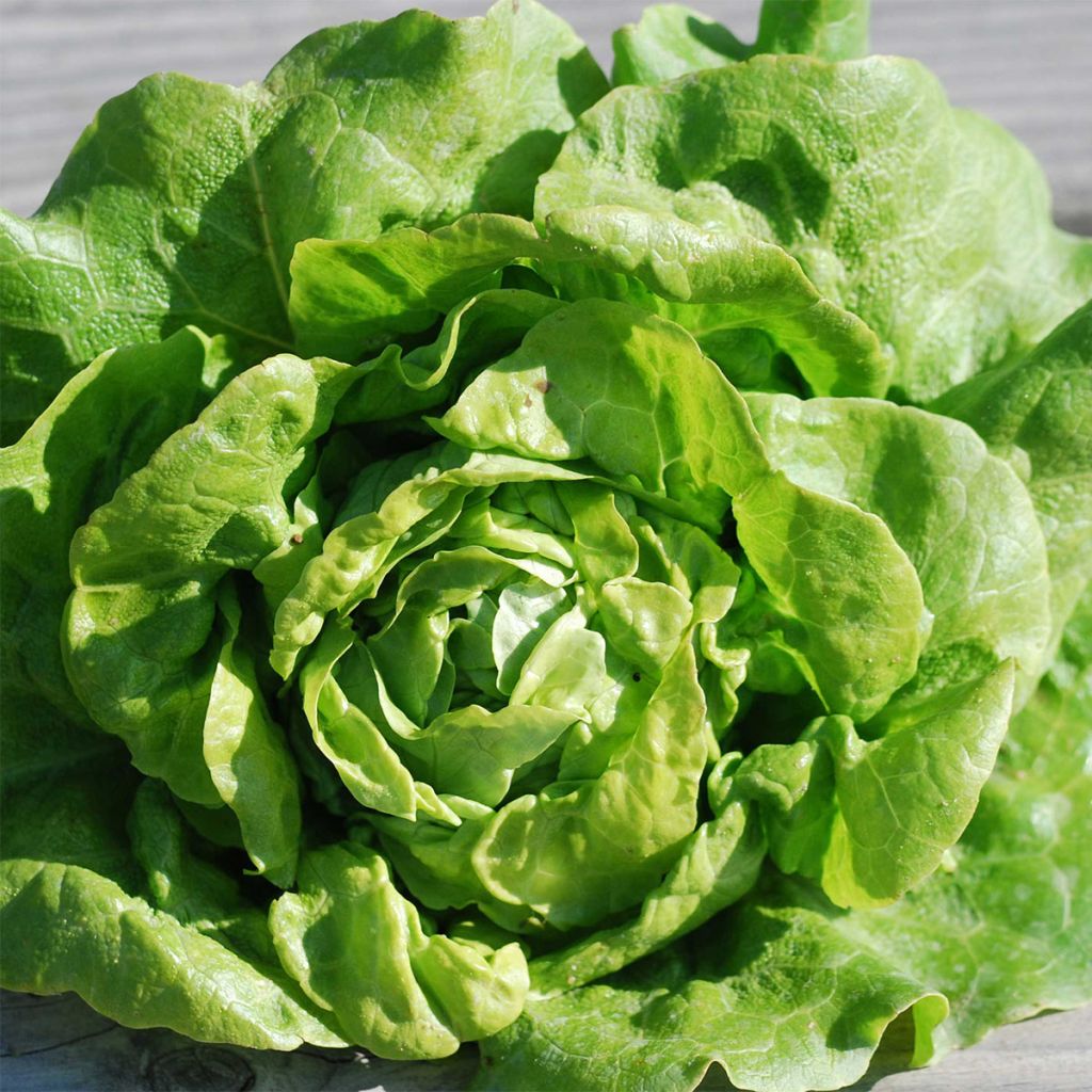 Butterhead Lettuce Black seeded Gotte - Ferme de Sainte Marthe seeds