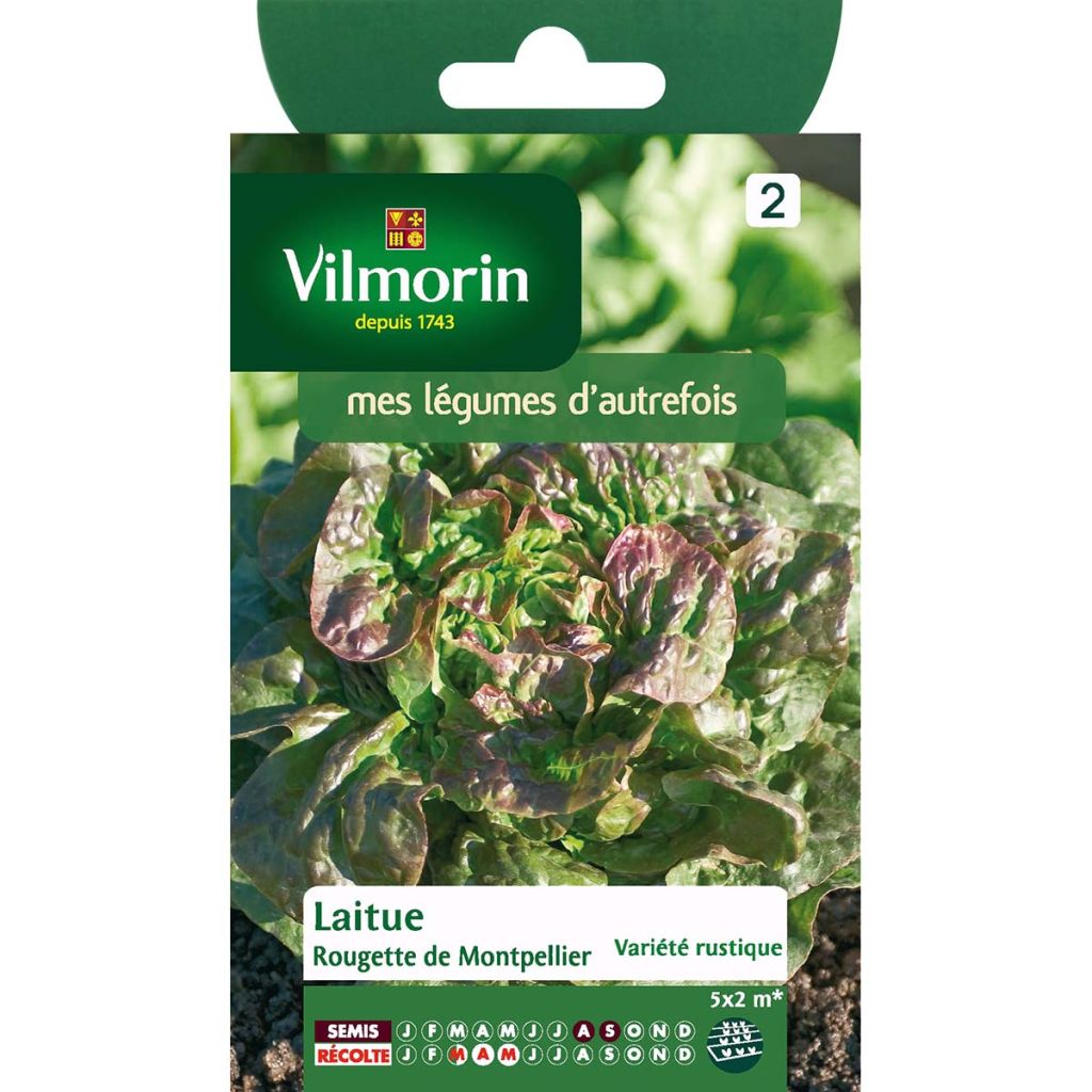 Lettuce Rougette de Montpellier - Lactuca sativa