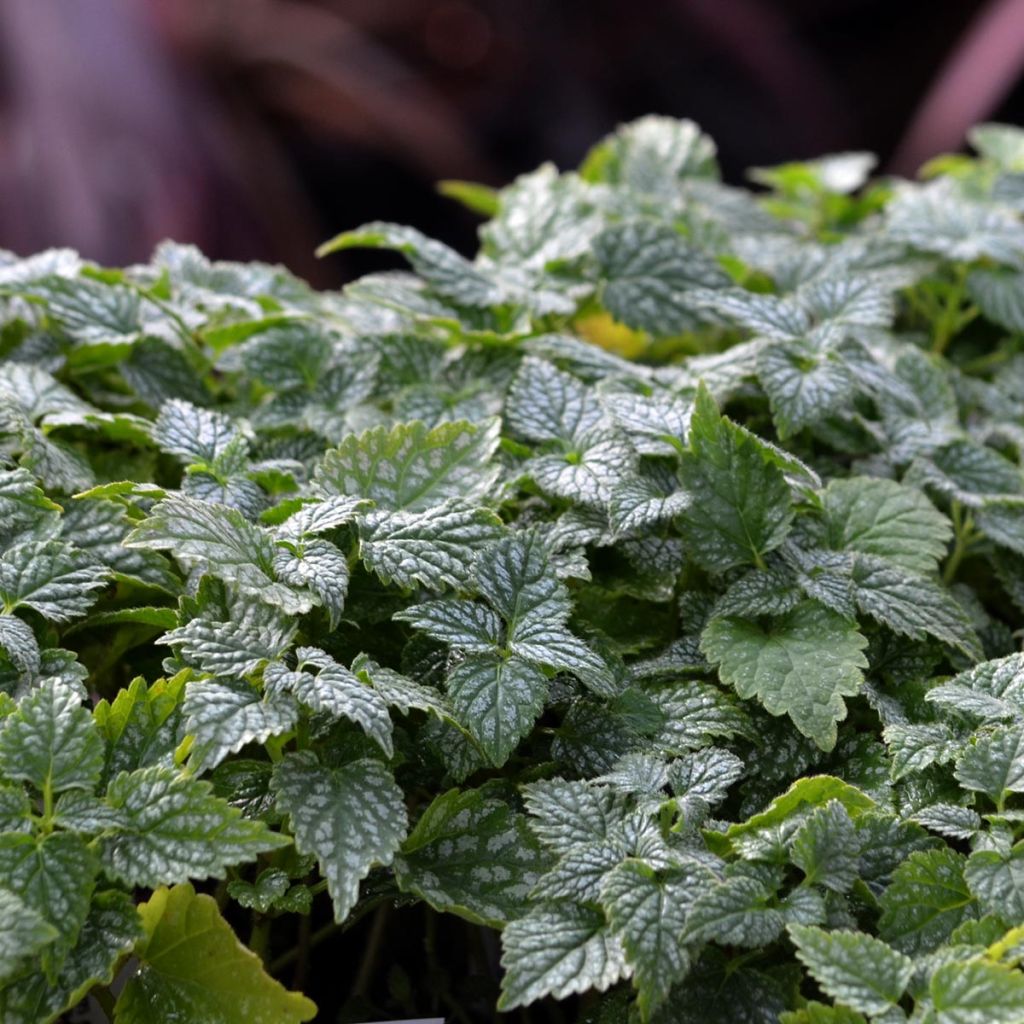 Lamium galeobdolon Hermanns Pride - Yellow Deadnettle