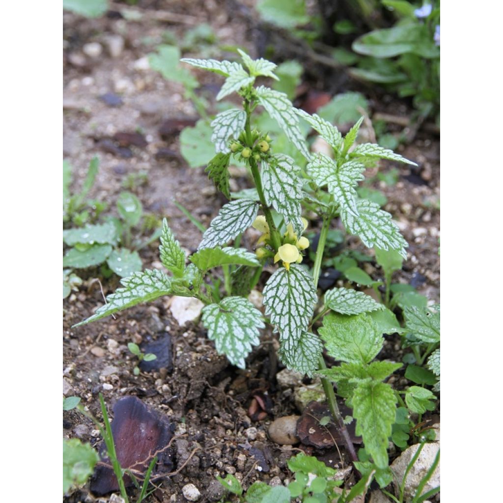 Lamium galeobdolon Hermanns Pride - Yellow Deadnettle