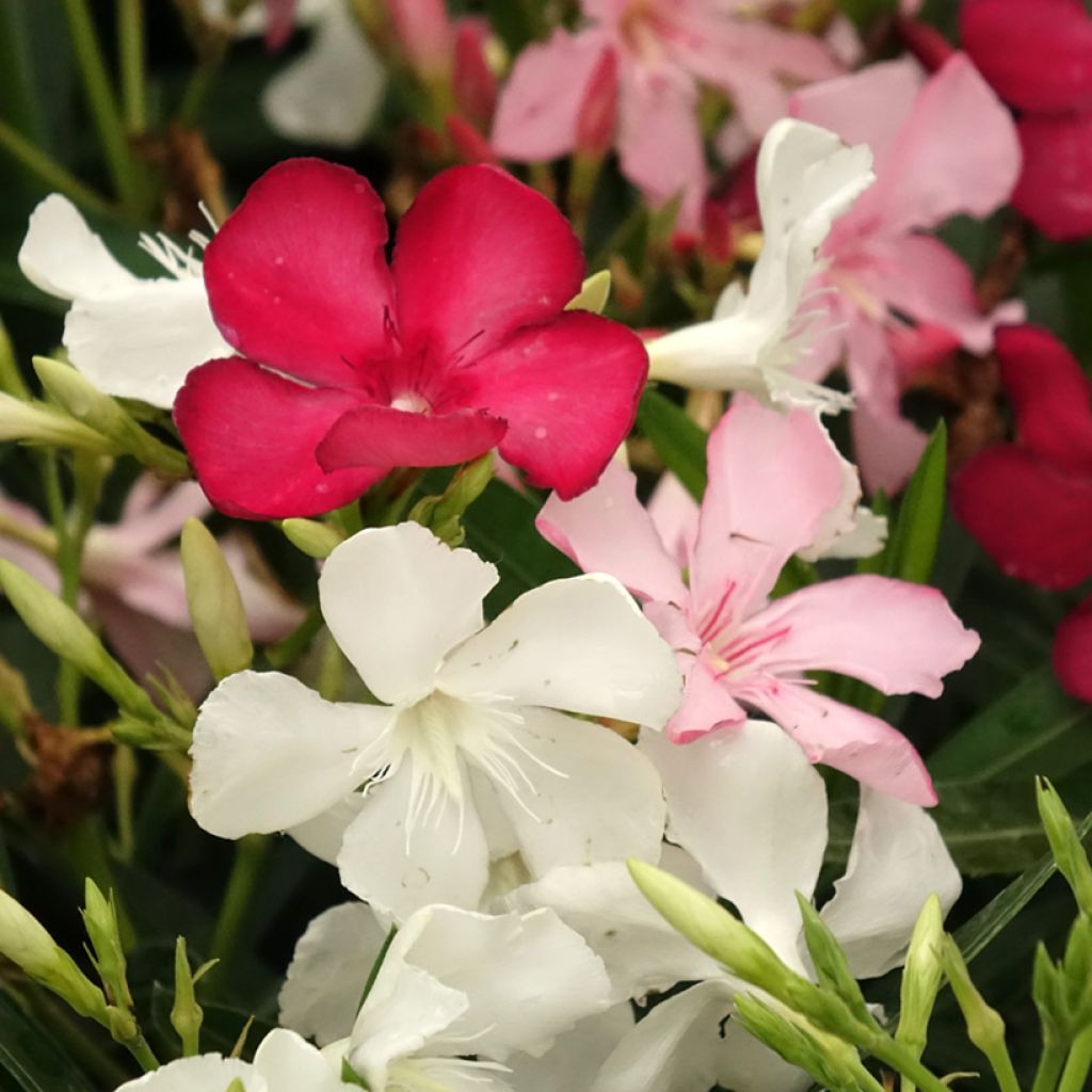 Nerium oleander three-colour pot
