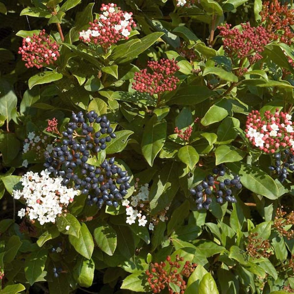 Viburnum tinus - Laurustinus