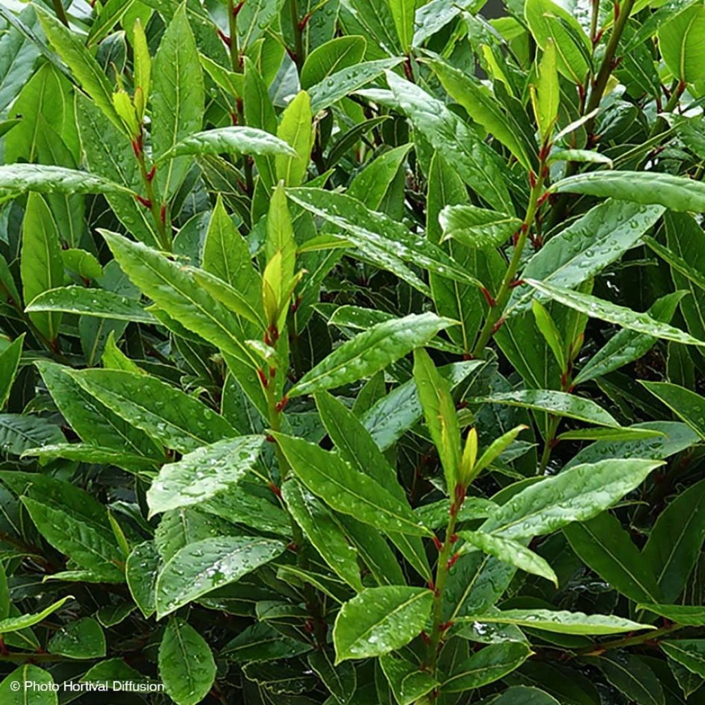 Laurus nobilis Little Ragu - Bay Laurel