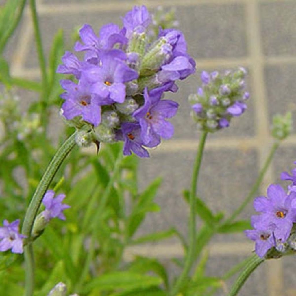 Lavandula angustifolia Munstead - True Lavender