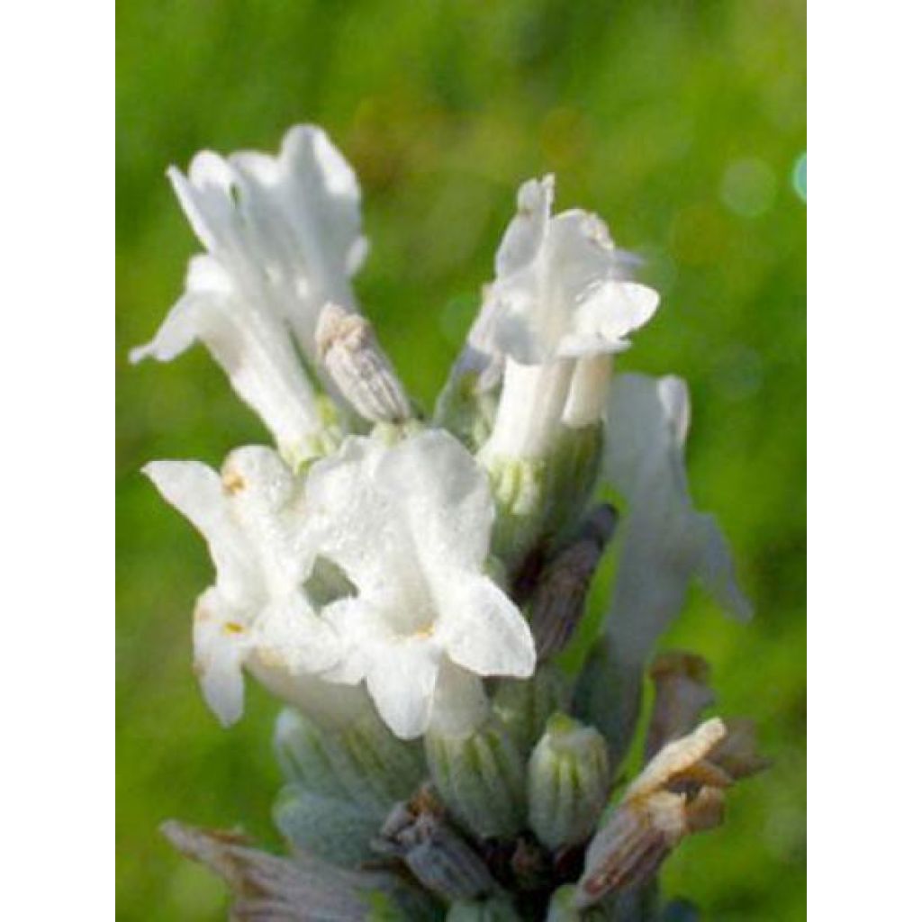 Lavandula angustifolia Alba - True Lavender