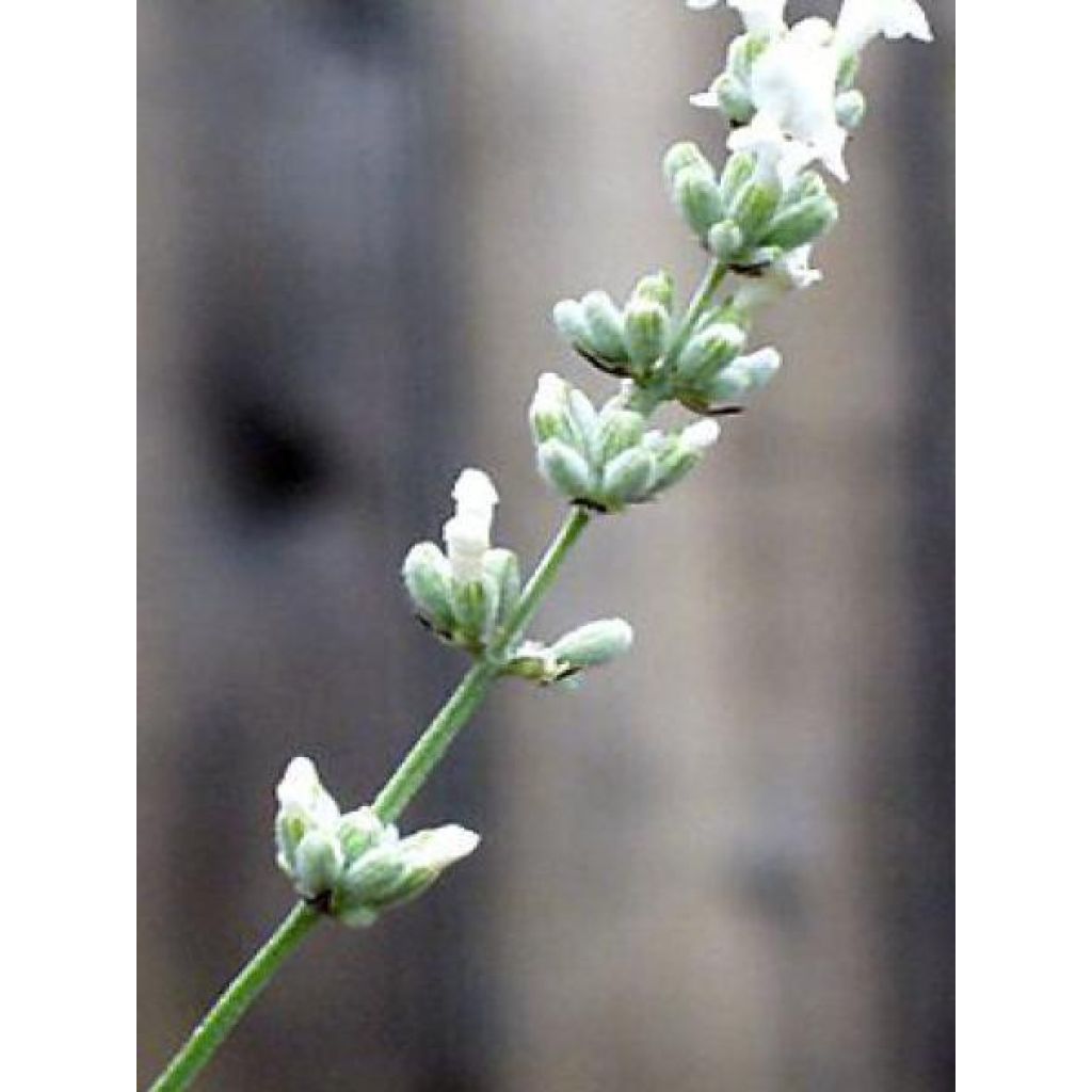 Lavandula angustifolia Alba - True Lavender