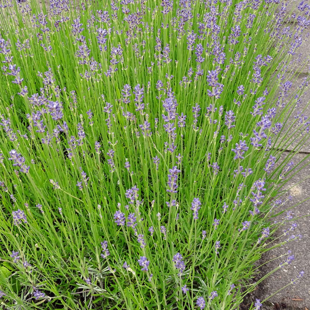 Lavandula angustifolia Dwarf Blue - True Lavender