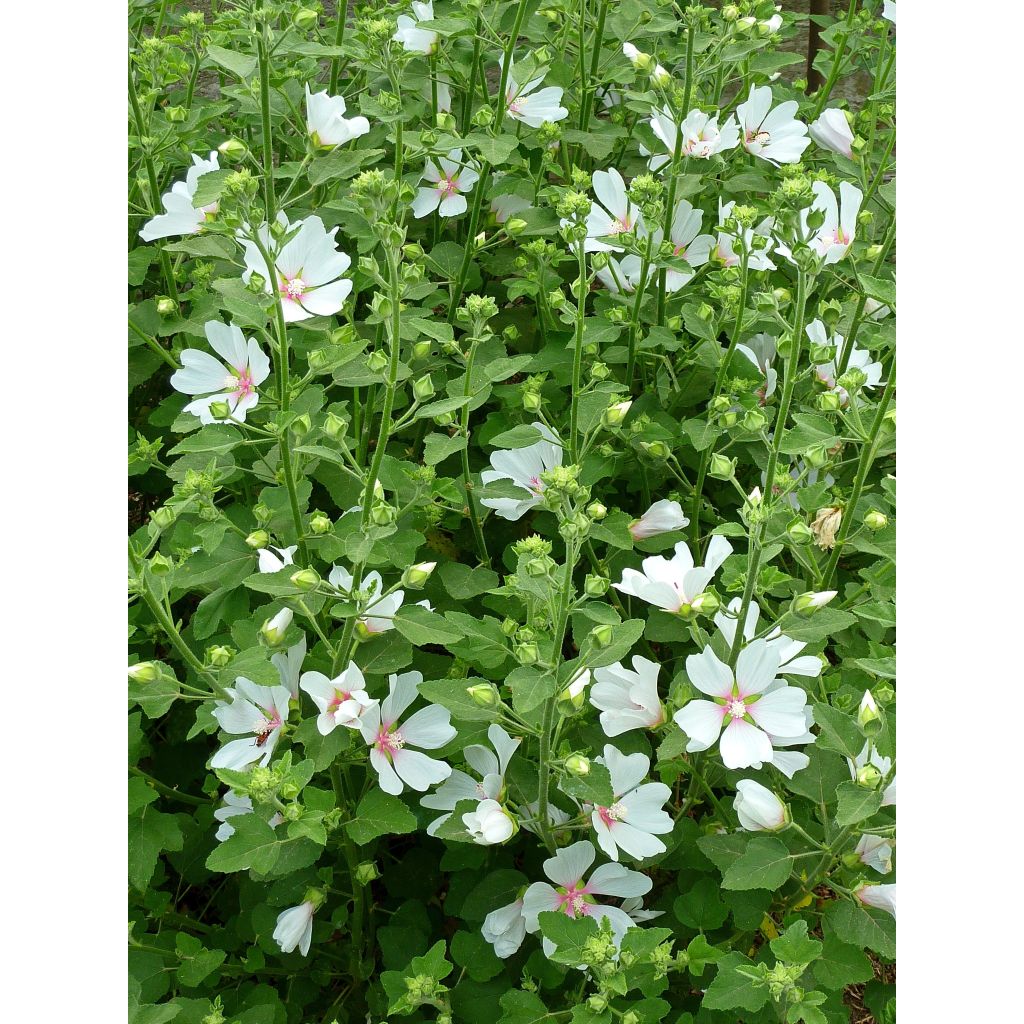 Lavatera olbia Frederique - Tree Mallow