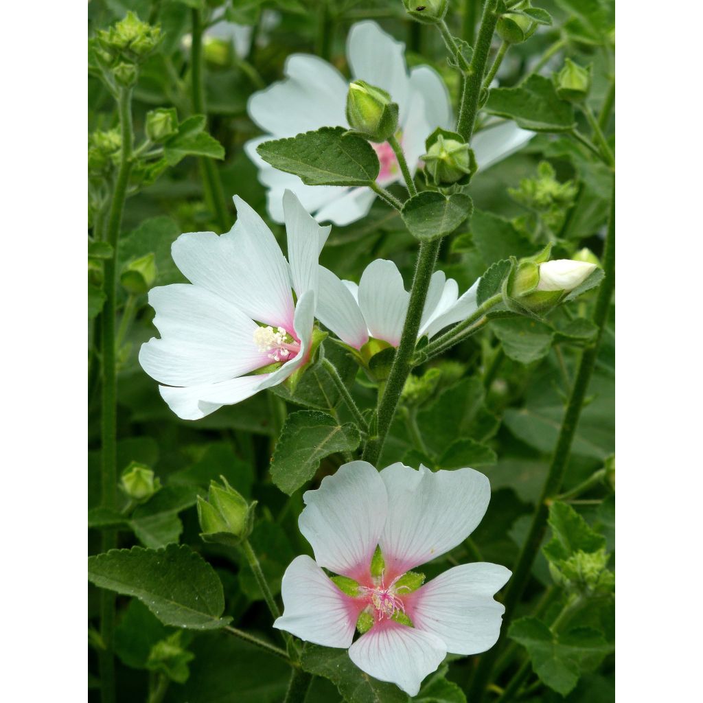 Lavatera olbia Frederique - Tree Mallow
