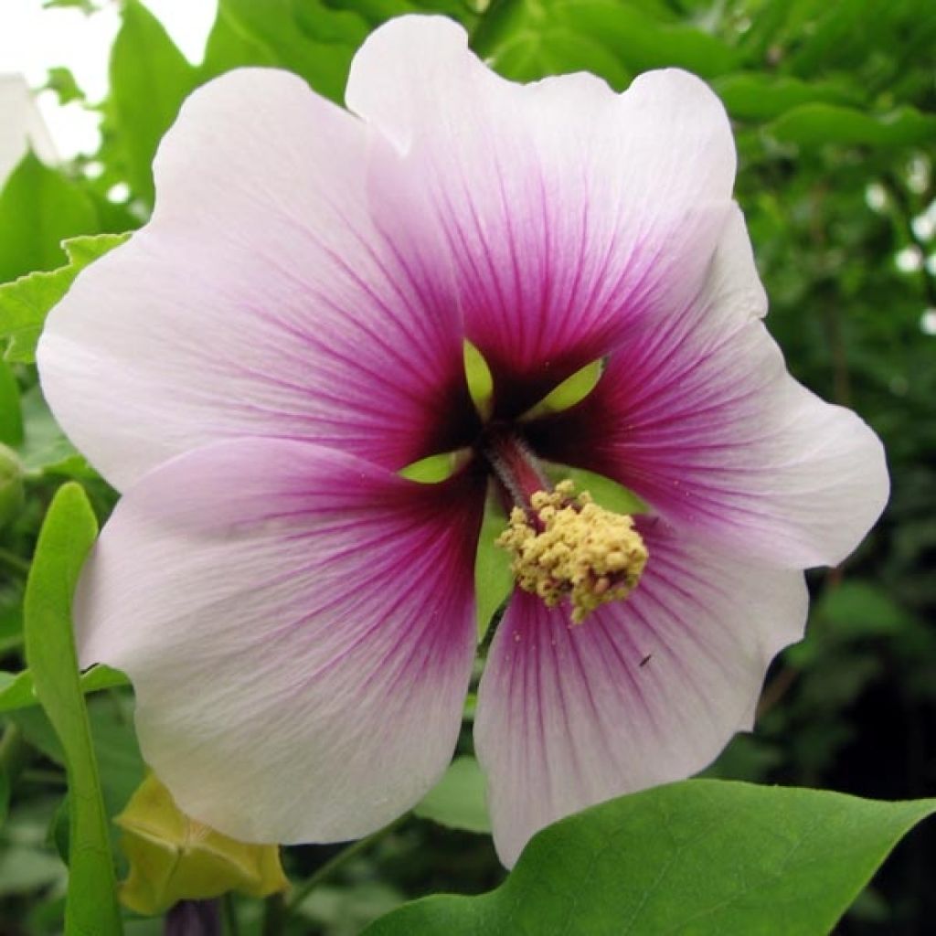 Lavatera maritima Bicolour - Tree Mallow