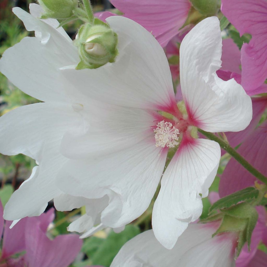 Lavatera Blushing Bride - Tree Mallow