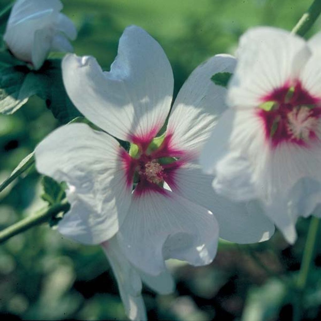 Lavatera Blushing Bride - Tree Mallow