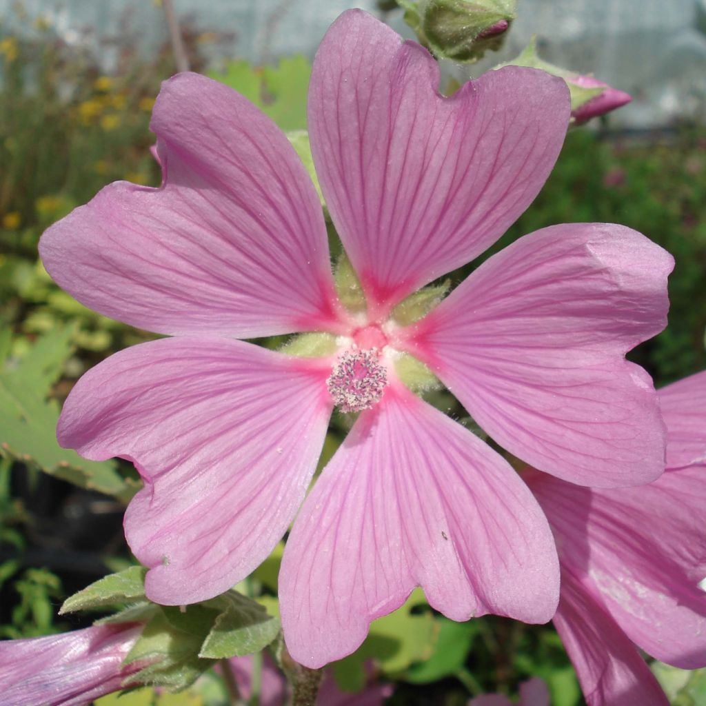 Lavatera Candy Floss - Tree Mallow