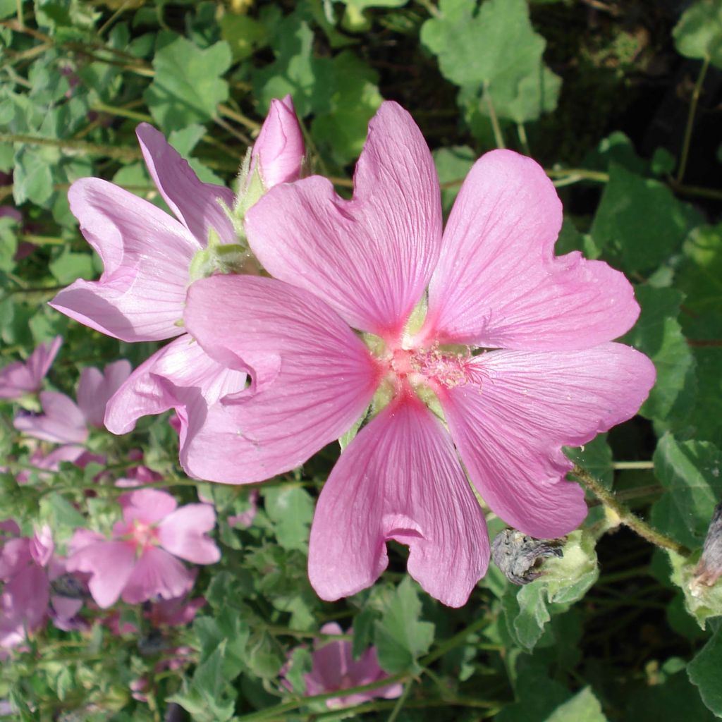 Lavatera Candy Floss - Tree Mallow