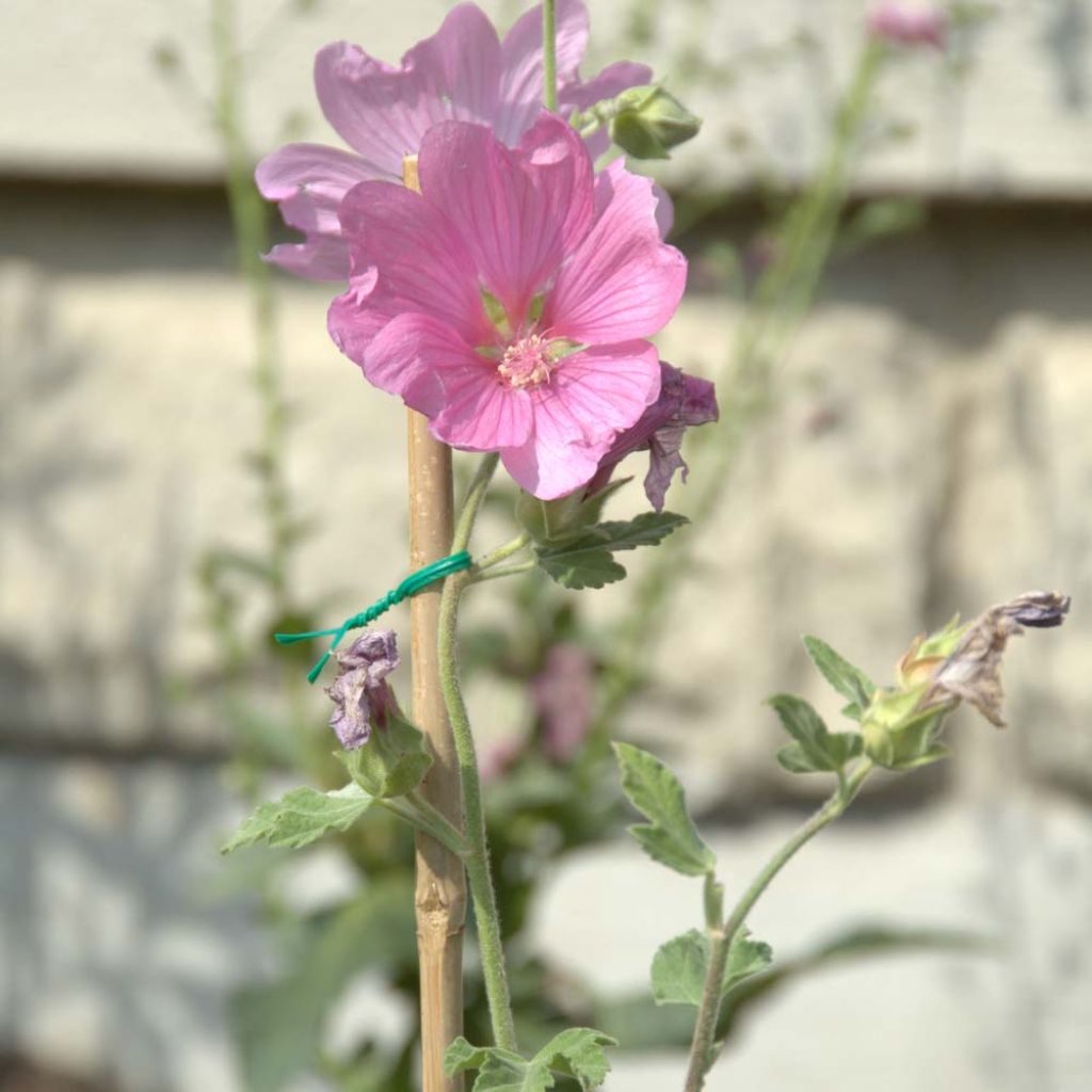 Lavatera Candy Floss - Tree Mallow
