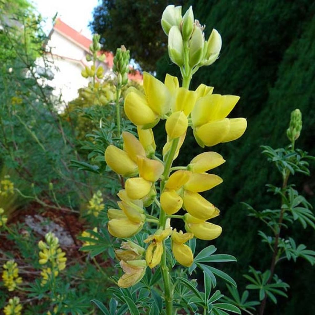 Lupinus arboreus