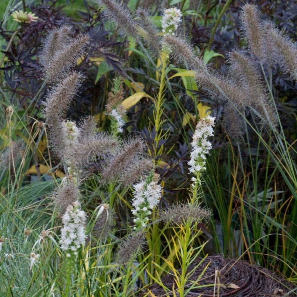 Liatris spicata Alba - Dense Blazing star