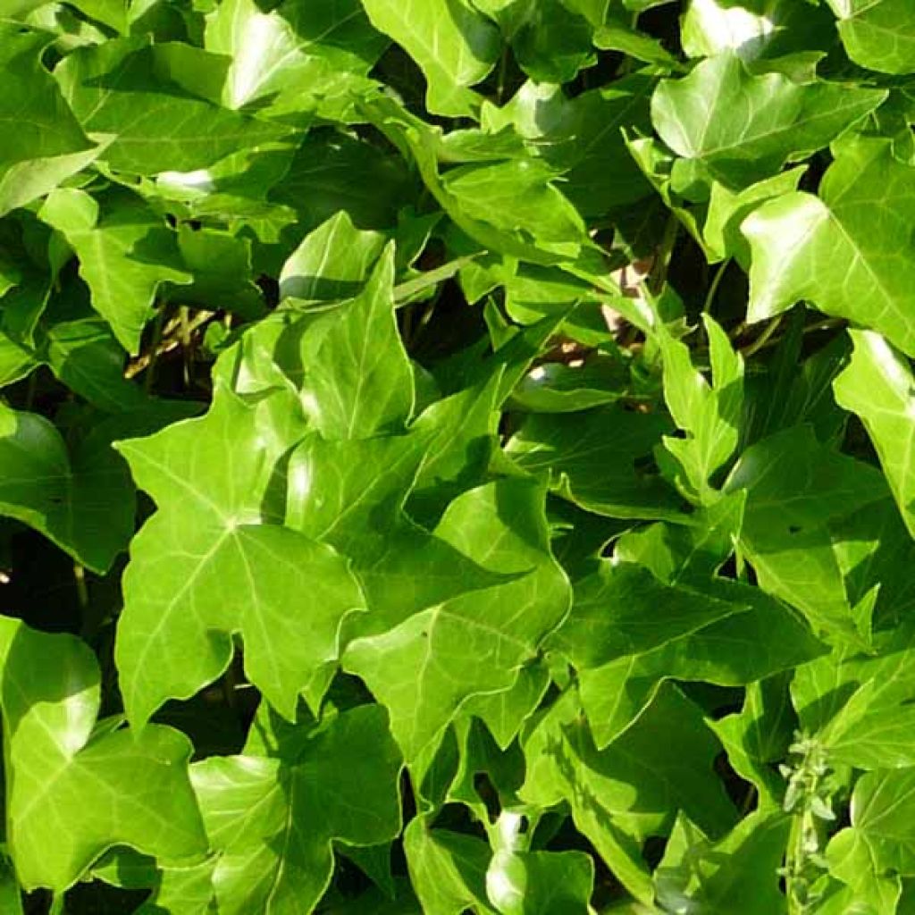 Hedera helix Green Ripple - Common Ivy