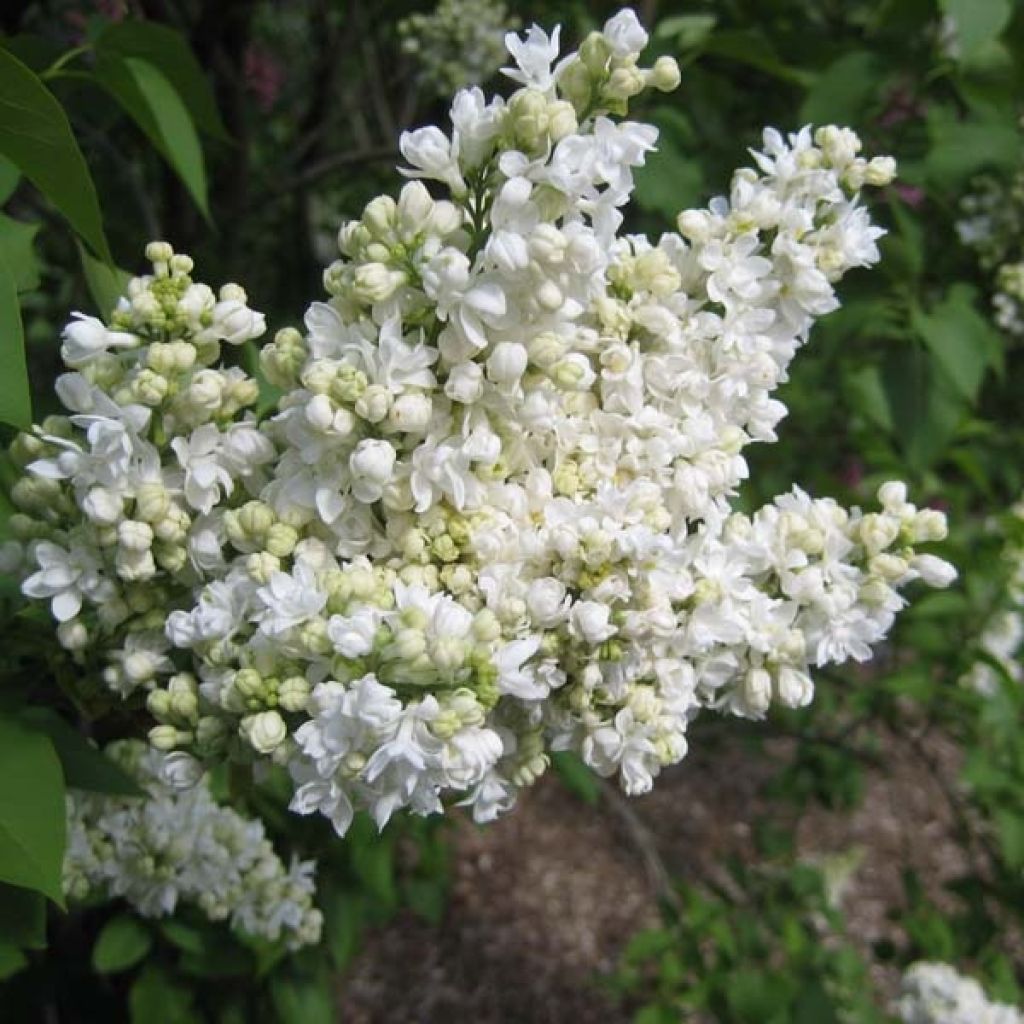 Syringa vulgaris Madame Lemoine - Common Lilac