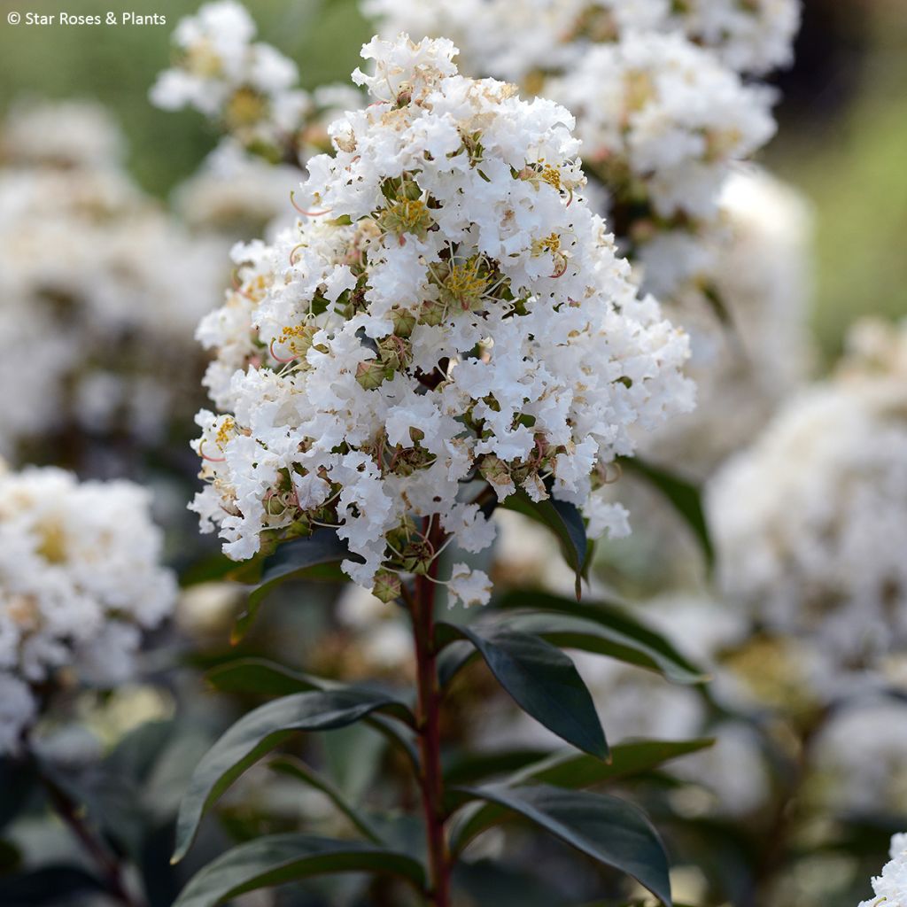 Lagerstroemia Enduring White - Crape Myrtle