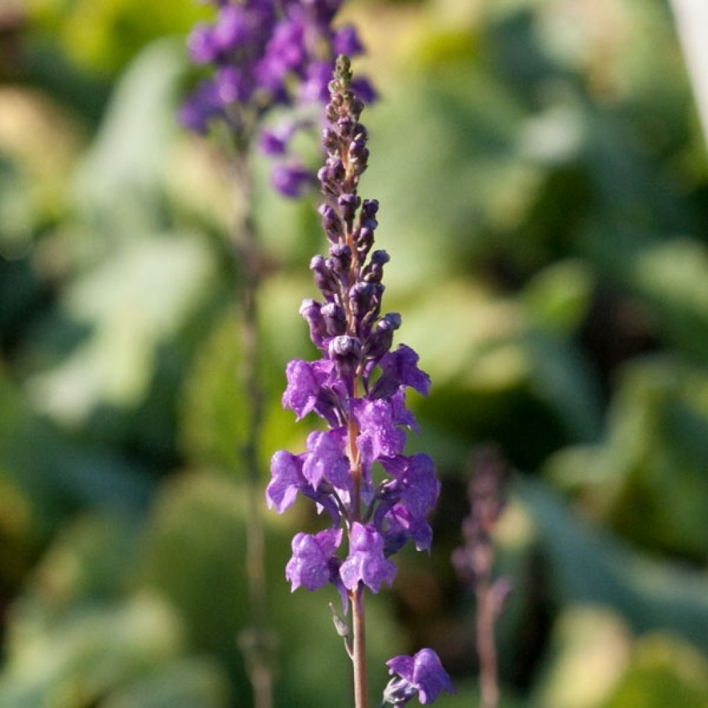 Linaria purpurea