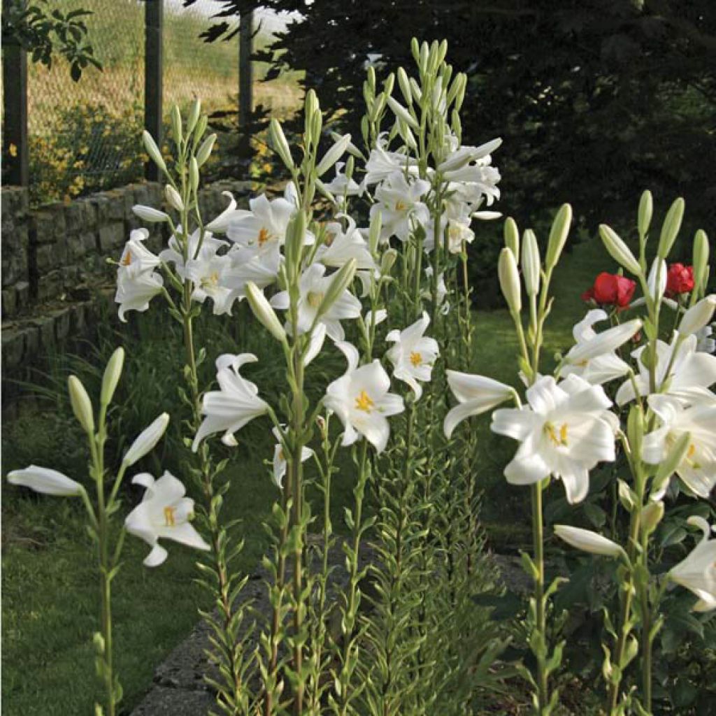 Lilium candidum - Madonna Lily