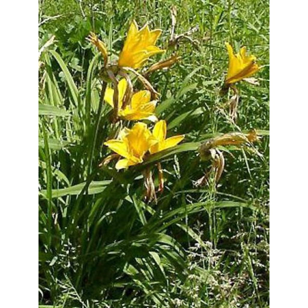 Hemerocallis middendorffii - Daylily