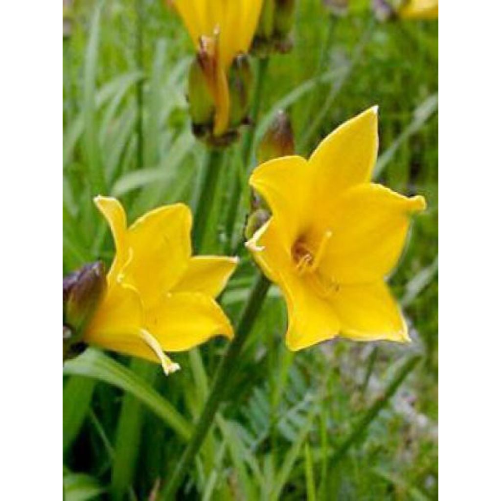 Hemerocallis middendorffii - Daylily