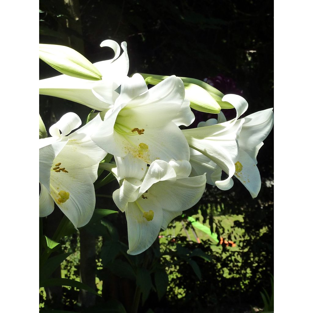 Lilium longiflorum Snow Queen