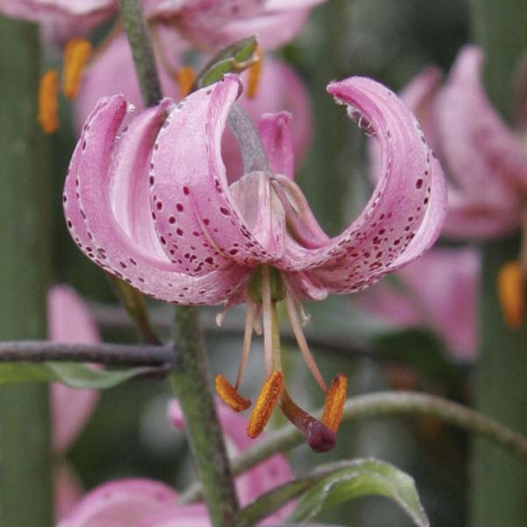 Lilium martagon - Lily