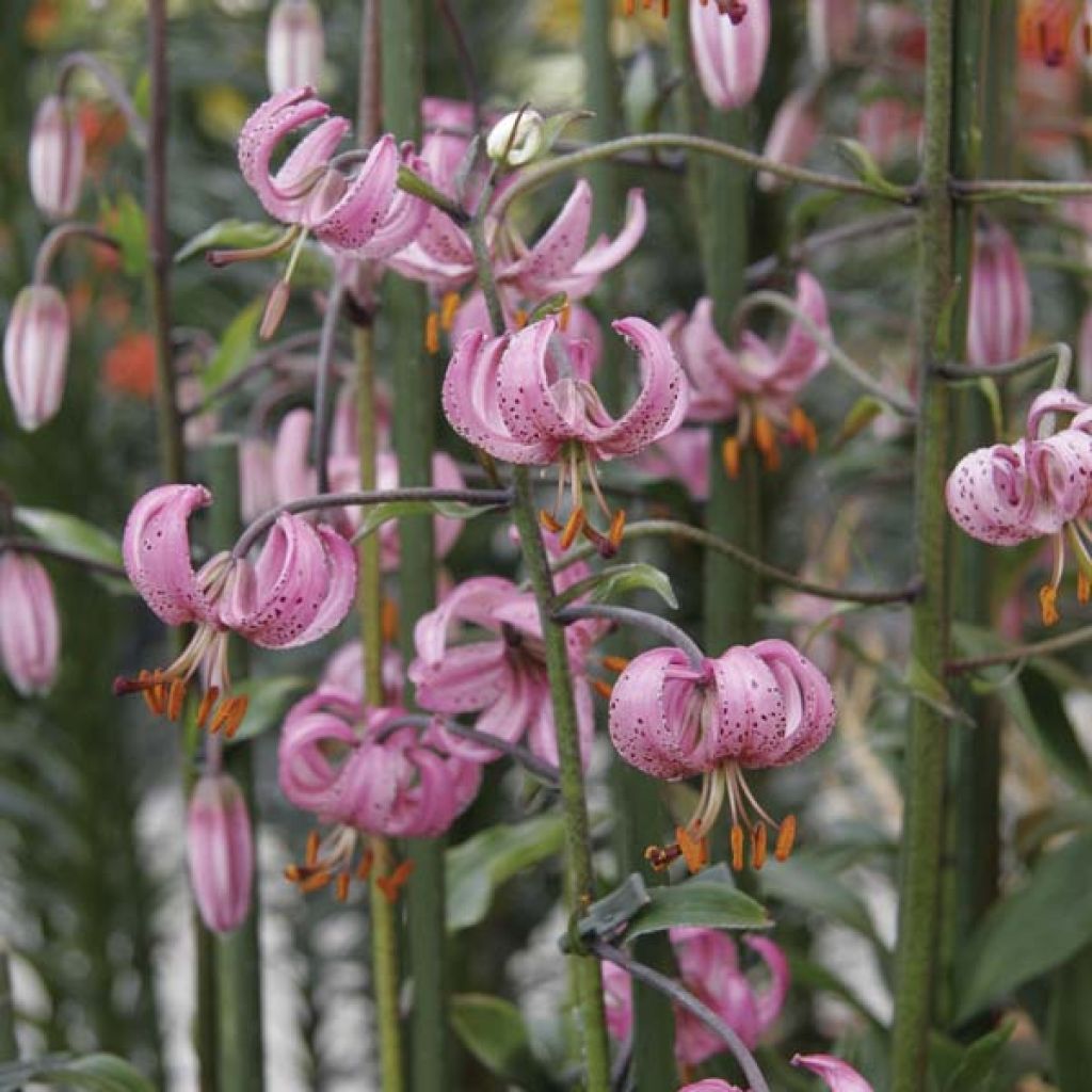 Lilium martagon - Lily