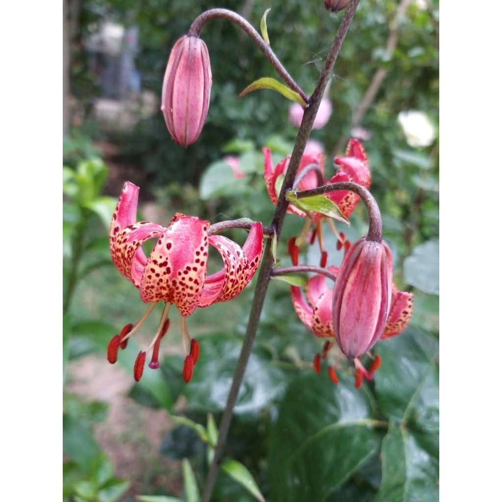 Lilium Manitoba Morning