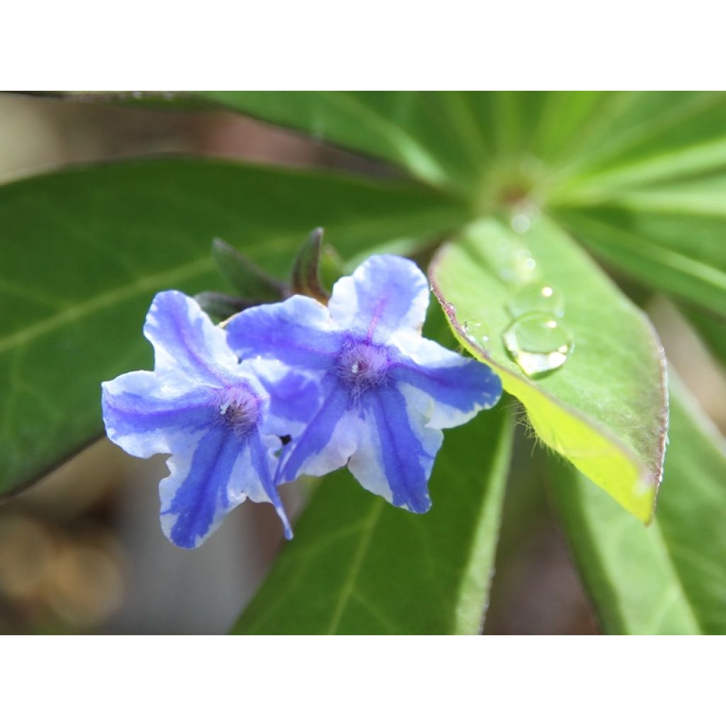 Lithodora diffusa Star