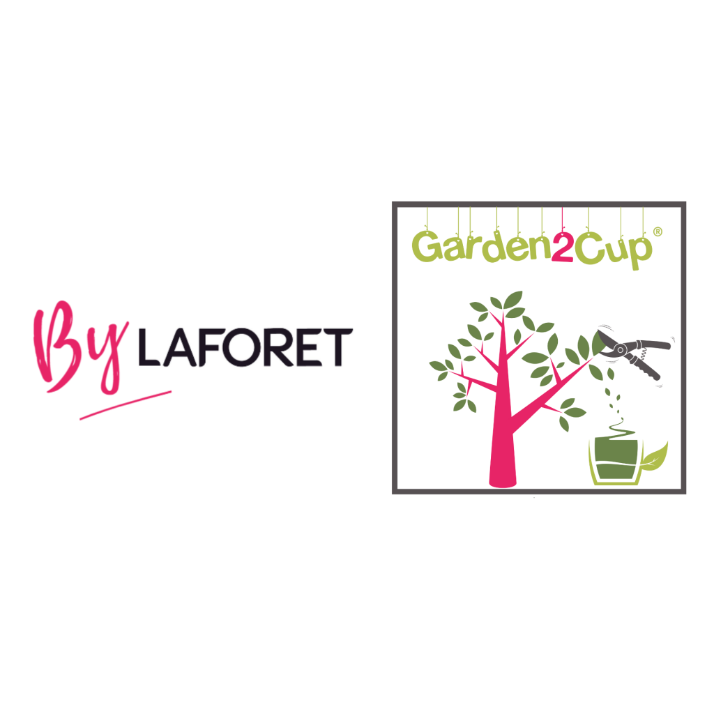 Ilex paraguariensis Garden2cup - Yerba Mate