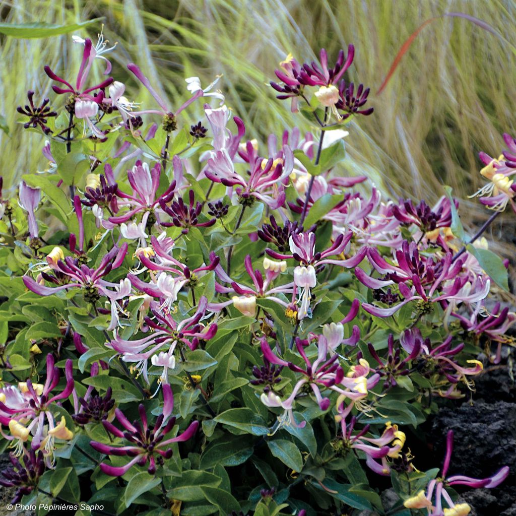 Lonicera periclymenum Chic et Choc - Common Honeysuckle