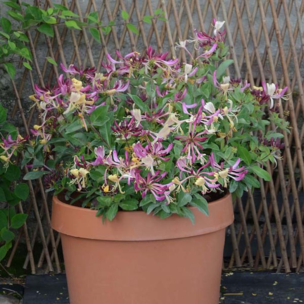 Lonicera periclymenum Chic et Choc - Common Honeysuckle